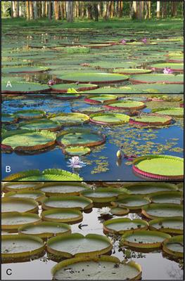 Revised Species Delimitation in the Giant Water Lily Genus Victoria (Nymphaeaceae) Confirms a New Species and Has Implications for Its Conservation